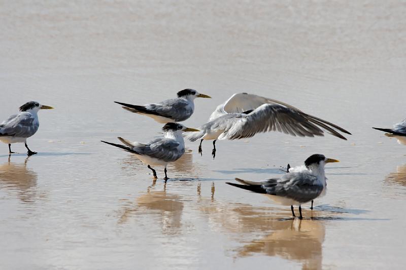 2007 05 16 Fraser Island 040_DXO.jpg